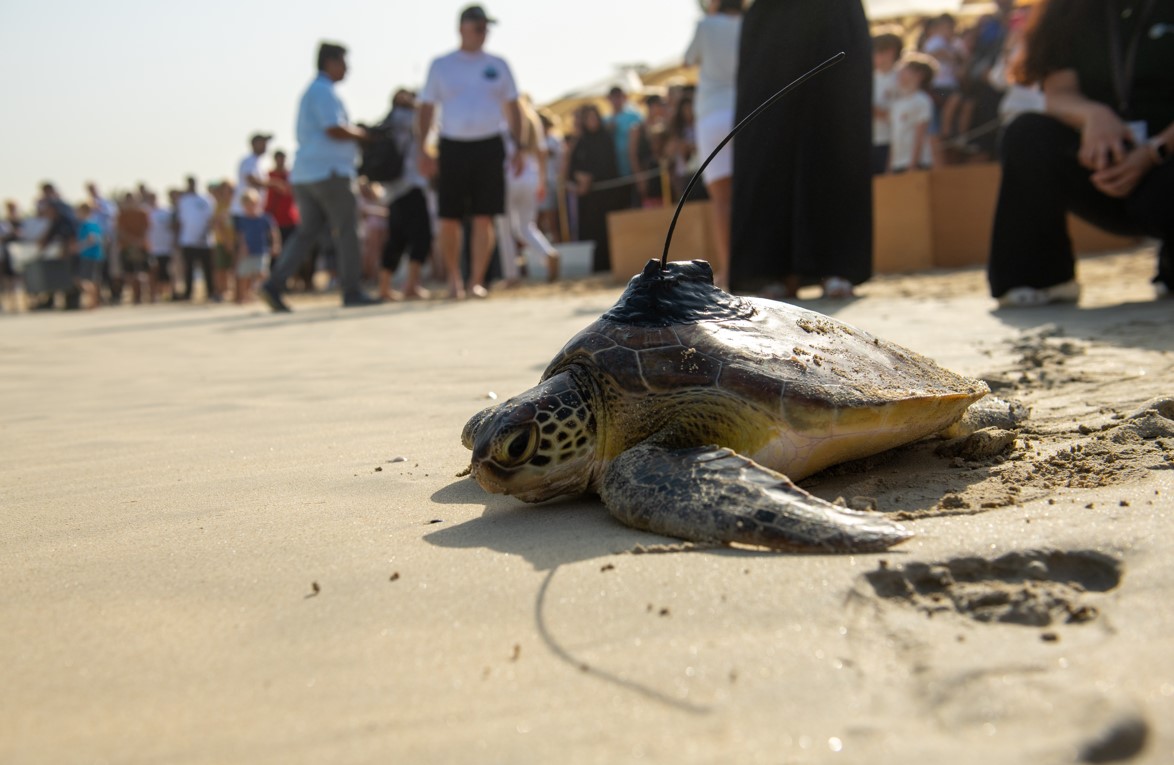 Dubai Turtle