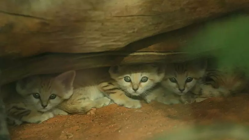 sand cat