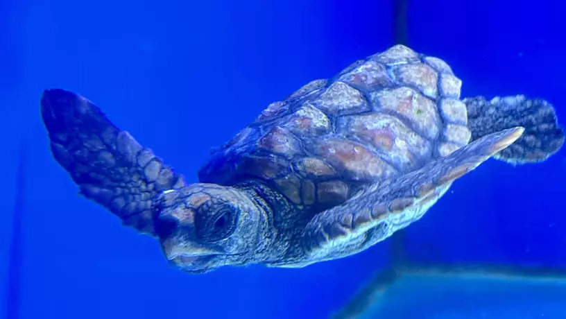 Loggerhead Turtle
