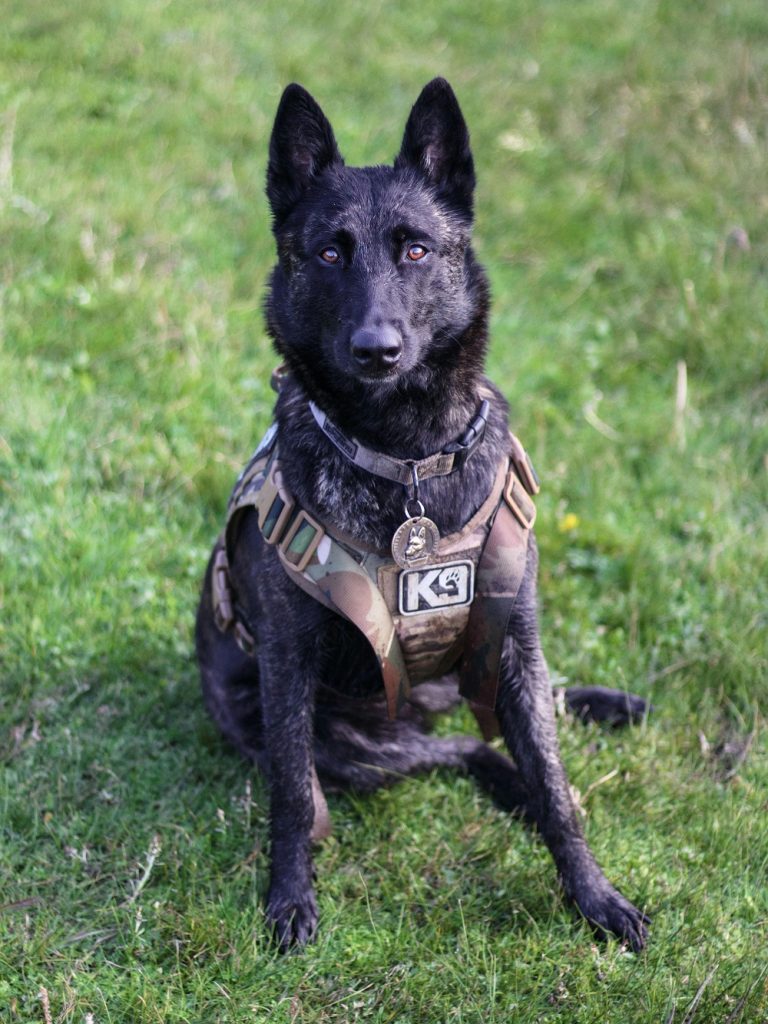K9