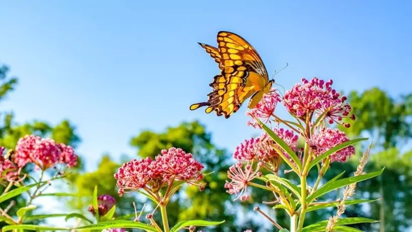 butterfly garden