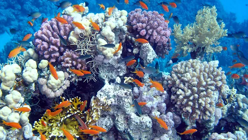 Coral